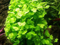 Снимка на Cardamine lyrata, (Bunge, 1835)